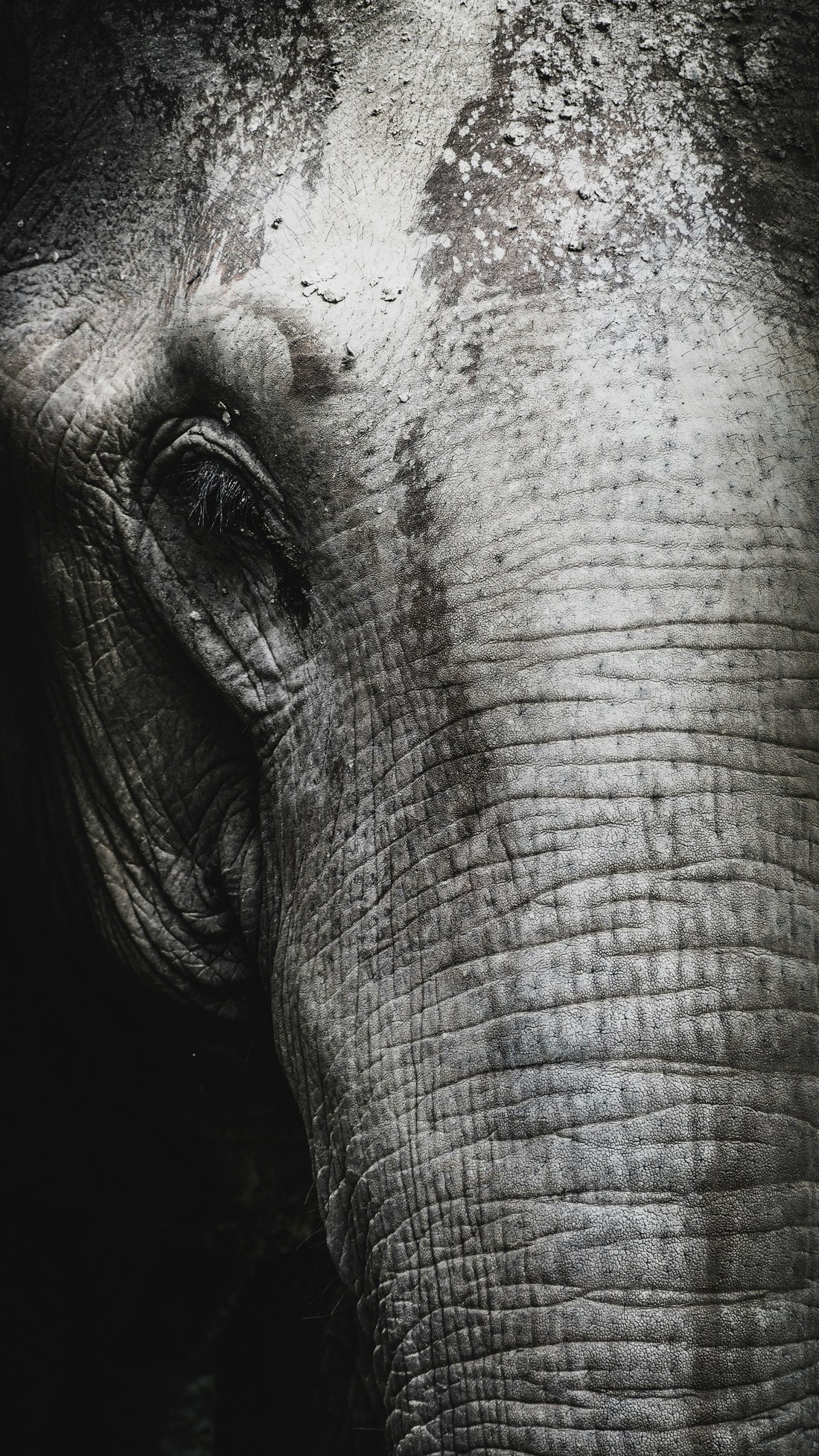 Big, Powerful, Majestic Elephants